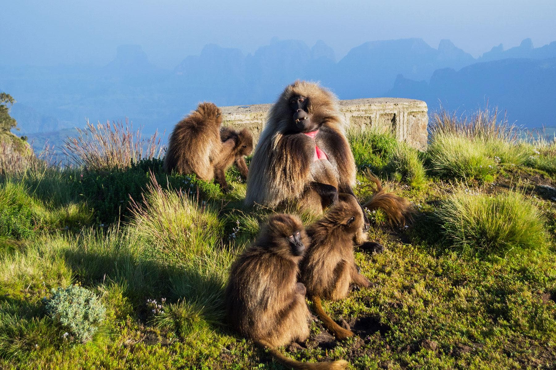 Ultimate Ethiopian Wildlife Tour