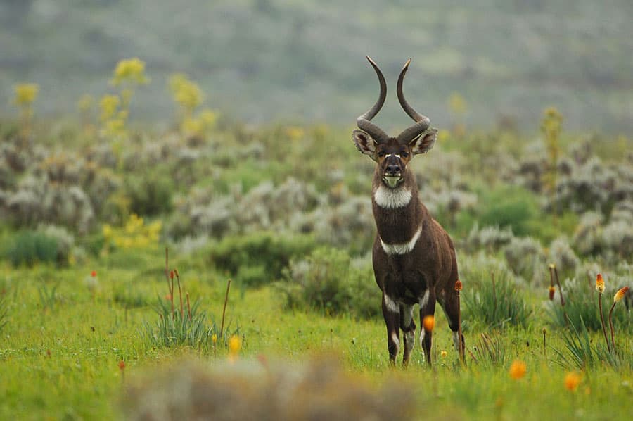 Bale Mountains Travel Guide
